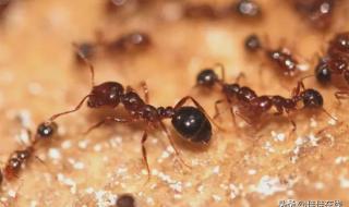 红火蚁最好的消灭方法 红火蚁怎么消灭